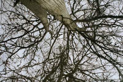 TEXAS BANDERA CREEK TREE.JPG